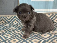 Tucker Grey, a male Chihuahua for sale in New Smyrna Beach, FL – 2 of 5