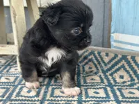 Care Bear , a female Chihuahua for sale in New Smyrna Beach, FL – 3 of 5