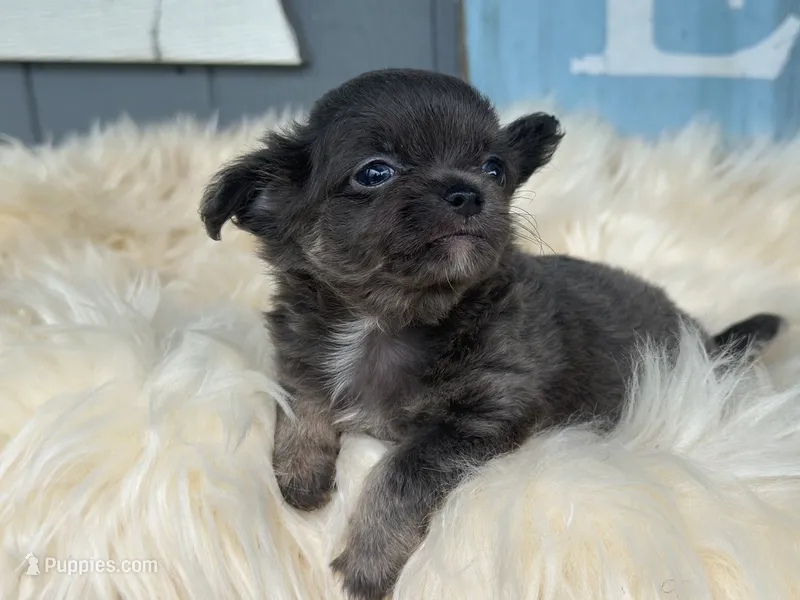 Tucker Grey – Chihuahua puppy for sale in New Smyrna Beach, FL
