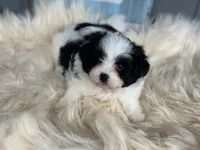Summer , a female Pomapoo for sale in New Smyrna Beach, FL – 2 of 3