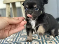 Teddy Bear , a male Chihuahua for sale in New Smyrna Beach, FL – 3 of 8