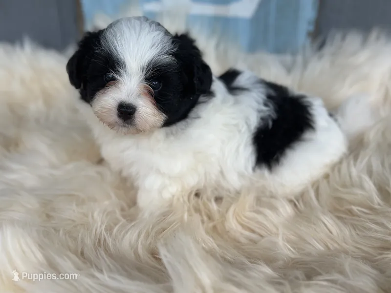Summer  – Pomapoo puppy for sale in New Smyrna Beach, FL