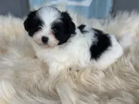 Summer , a female Pomapoo for sale in New Smyrna Beach, FL – 1 of 3