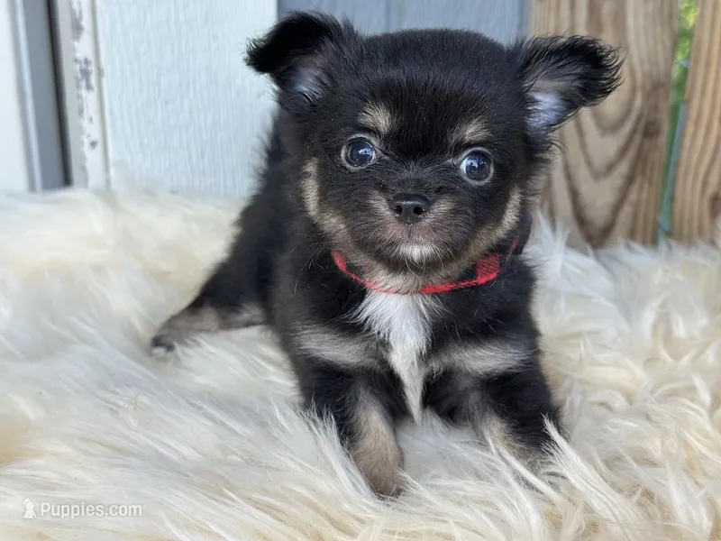 Teddy Bear  – Chihuahua puppy for sale in New Smyrna Beach, FL