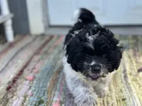 Cove , a male Pomapoo for sale in New Smyrna Beach, FL – 2 of 4