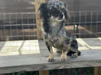 Tucker Grey, a male Chihuahua for sale in New Smyrna Beach, FL – 5 of 5