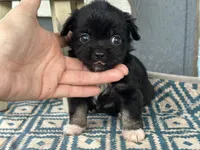 Care Bear , a female Chihuahua for sale in New Smyrna Beach, FL – 2 of 5