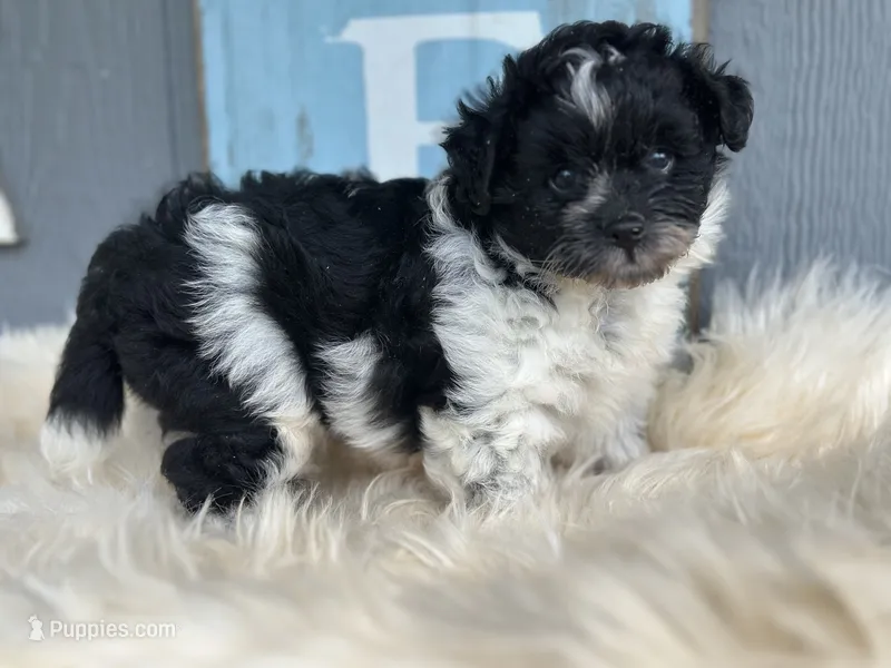 Cove  – Pomapoo puppy for sale in New Smyrna Beach, FL