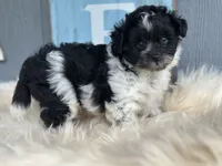 Cove , a male Pomapoo for sale in New Smyrna Beach, FL – 1 of 2