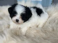 Summer , a female Pomapoo for sale in New Smyrna Beach, FL – 3 of 3