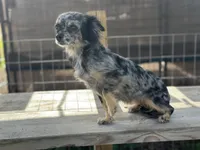 May, a female Chihuahua for sale in New Smyrna Beach, FL – Photo 5 of 5