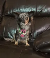 May, a female Chihuahua for sale in New Smyrna Beach, FL – Photo 2 of 5