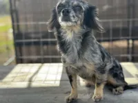 May, a female Chihuahua for sale in New Smyrna Beach, FL – Photo 3 of 5