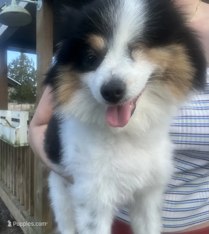 Beauty  – Pomeranian puppy for sale in New Smyrna Beach, FL