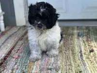 Cove , a male Pomapoo for sale in New Smyrna Beach, FL – 4 of 4