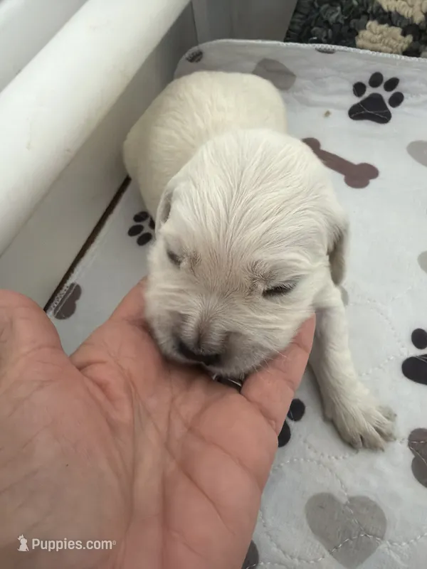 AKC English cream golden retriever puppy  – Golden Retriever, English Cream Golden Retriever puppy for sale in Modesto, CA
