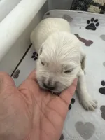 AKC English cream golden retriever puppy , a female Golden Retriever and English Cream Golden Retriever for sale in Modesto, CA – 1 of 3