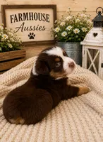 Australian shepherd red tri female , a female Australian Shepherd for sale in Modesto, CA – 6 of 8