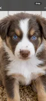 Australian shepherd red tri female , a female Australian Shepherd for sale in Modesto, CA – 4 of 7