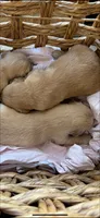 Golden retriever puppy female, a female Golden Retriever for sale in Modesto, CA – 8 of 10