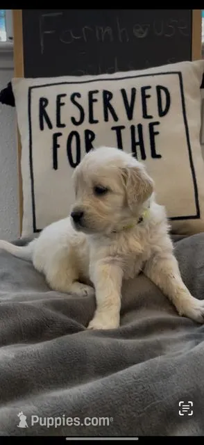 AKC golden retriever puppy female – Golden Retriever, English Cream Golden Retriever puppy for sale in Modesto, CA