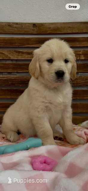 AKC golden retriever puppy female – Golden Retriever, English Cream Golden Retriever puppy for sale in Modesto, CA