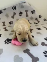 AKC golden retriever puppy female, a female Golden Retriever and English Cream Golden Retriever for sale in Modesto, CA – Photo 3 of 6