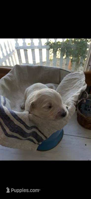 AKC golden retriever puppy male – Golden Retriever, English Cream Golden Retriever puppy for sale in Modesto, CA