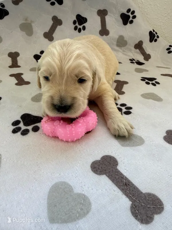 AKC golden retriever puppy female – Golden Retriever, English Cream Golden Retriever puppy for sale in Modesto, CA