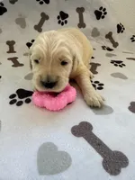 AKC golden retriever puppy female, a female Golden Retriever and English Cream Golden Retriever for sale in Modesto, CA – Photo 1 of 6