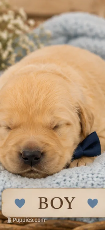 Golden Retriever light golden puppy  – Golden Retriever puppy for sale in Modesto, CA