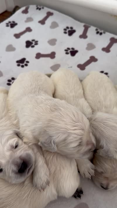 AKC Golden retriever English Cream male, a male Golden Retriever and English Cream Golden Retriever for sale in Modesto, CA – 3 of 5