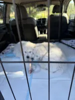 AKC Golden Retriever English Cream female, a female Golden Retriever and English Cream Golden Retriever for sale in Modesto, CA – 6 of 9