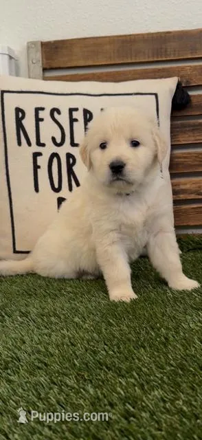 AKC golden retriever lavender color