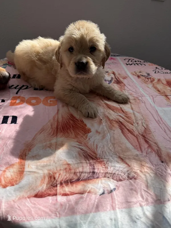 AKC golden retriever lavender color, a female Golden Retriever for sale in Modesto, CA – Photo 1 of 1