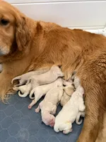 Golden retriever puppy female, a female Golden Retriever for sale in Modesto, CA – 4 of 10
