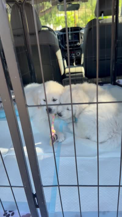 AKC Golden Retriever English Cream female, a female Golden Retriever and English Cream Golden Retriever for sale in Modesto, CA – 9 of 9