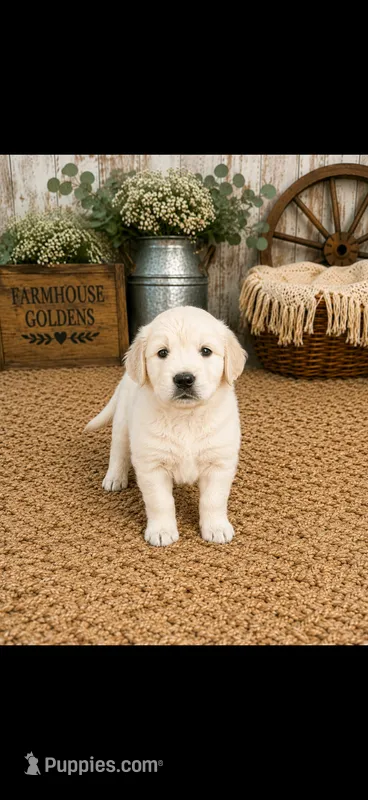 AKC golden retriever puppy  – Golden Retriever, English Cream Golden Retriever puppy for sale in Modesto, CA