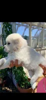 English Cream golden retrievero irange collar  male, a male Golden Retriever and English Cream Golden Retriever for sale in Modesto, CA – 5 of 5