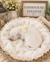 Golden Retriever Cream light Golden female, a female Golden Retriever and English Cream Golden Retriever for sale in Modesto, CA – 1 of 8