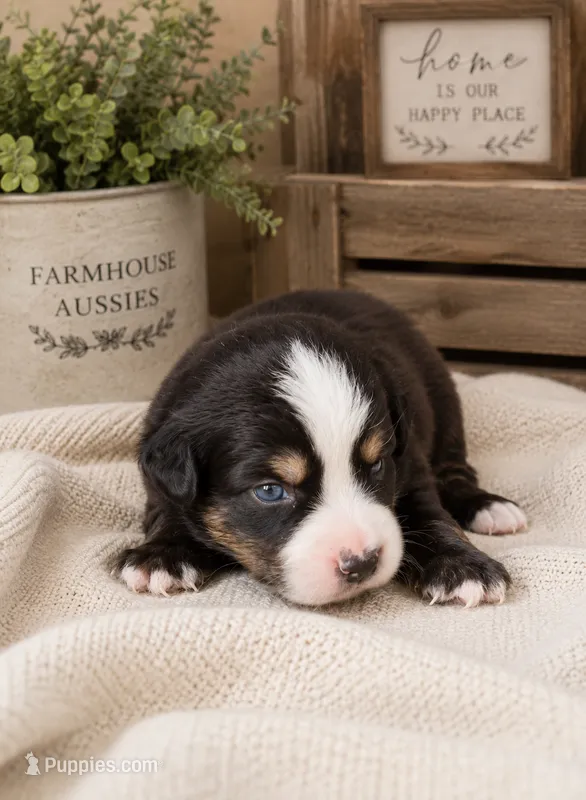 AKC Australian shepherd black tri male – Australian Shepherd puppy for sale in Modesto, CA