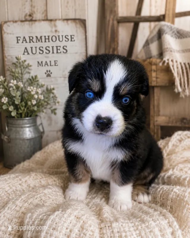 AKC Australian shepherd black tri male – Australian Shepherd puppy for sale in Modesto, CA