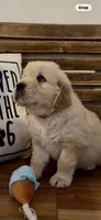 Golden retriever puppy male, a male Golden Retriever for sale in Modesto, CA – 9 of 10