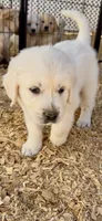 Golden retriever puppy x light golden  male, a male Golden Retriever and English Cream Golden Retriever for sale in Modesto, CA – 3 of 9