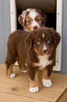 Australian shepherd red tri male, a male Australian Shepherd for sale in Modesto, CA – 2 of 4