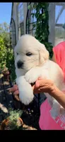 English Cream golden retrievero irange collar  male, a male Golden Retriever and English Cream Golden Retriever for sale in Modesto, CA – 2 of 5