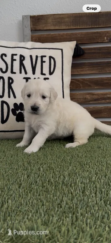 Golden retriever English Cream lime green collar – Golden Retriever, English Cream Golden Retriever puppy on hold in Modesto, CA