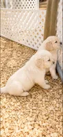 Golden retriever puppy male, a male Golden Retriever for sale in Modesto, CA – 8 of 10