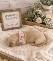 AKC Golden retriever light golden female, a female Golden Retriever for sale in Modesto, CA – 1 of 1