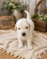 AKC golden retriever puppy male, a male Golden Retriever and English Cream Golden Retriever for sale in Modesto, CA – 5 of 10
